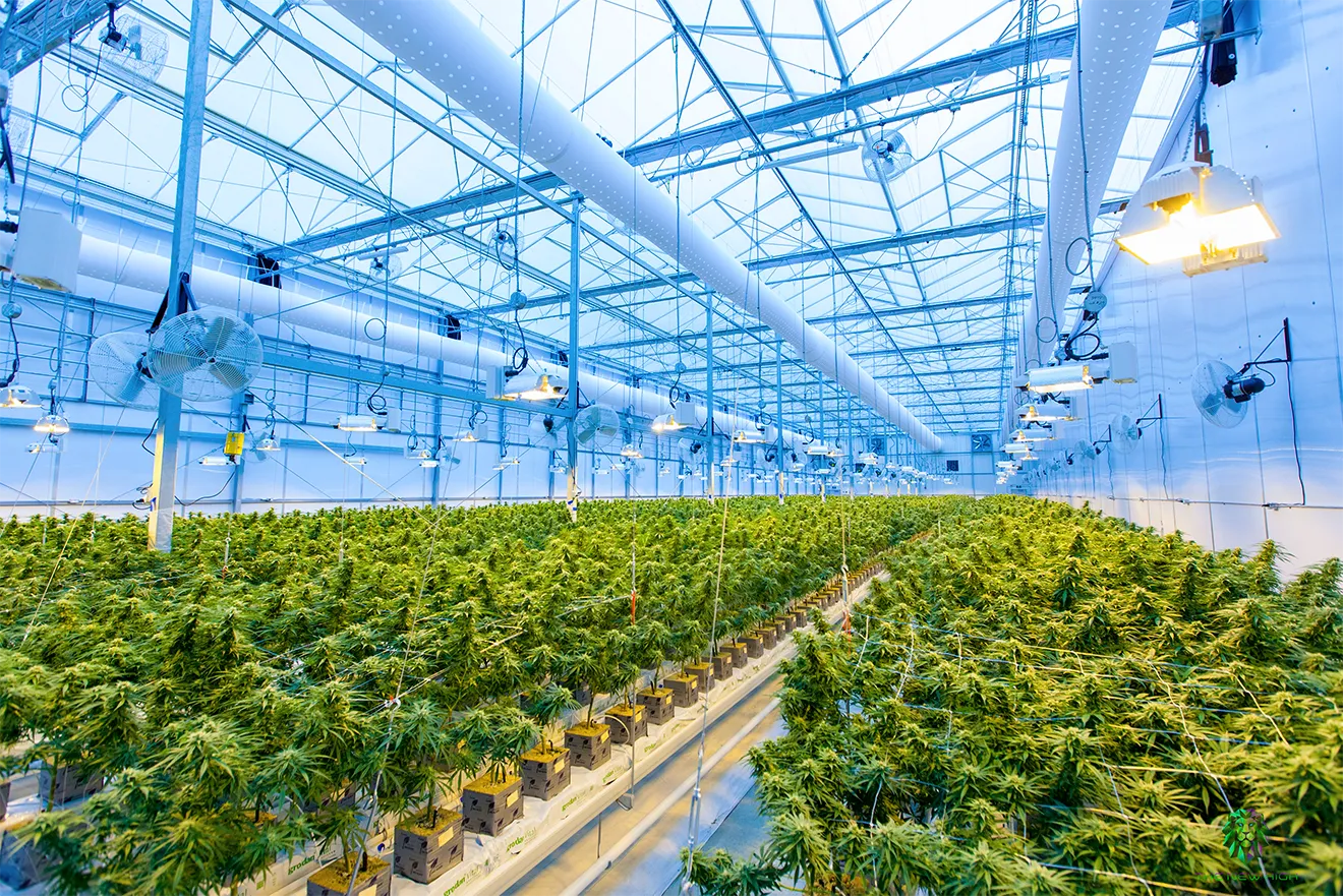 Commercial cannabis greenhouse interior showing organized plant rows, glass ceilings, ventilation, and cultivation systems.