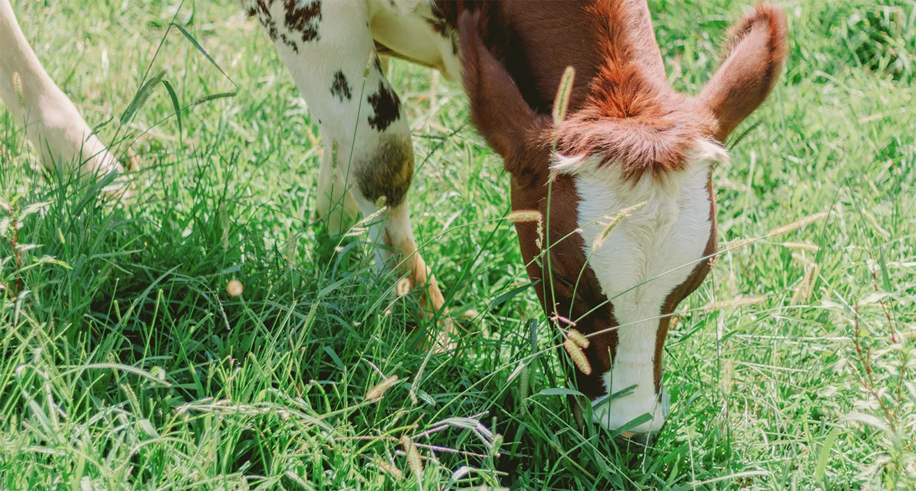 Close-up of a calf grazing on pasture grass for Broya brand photography.