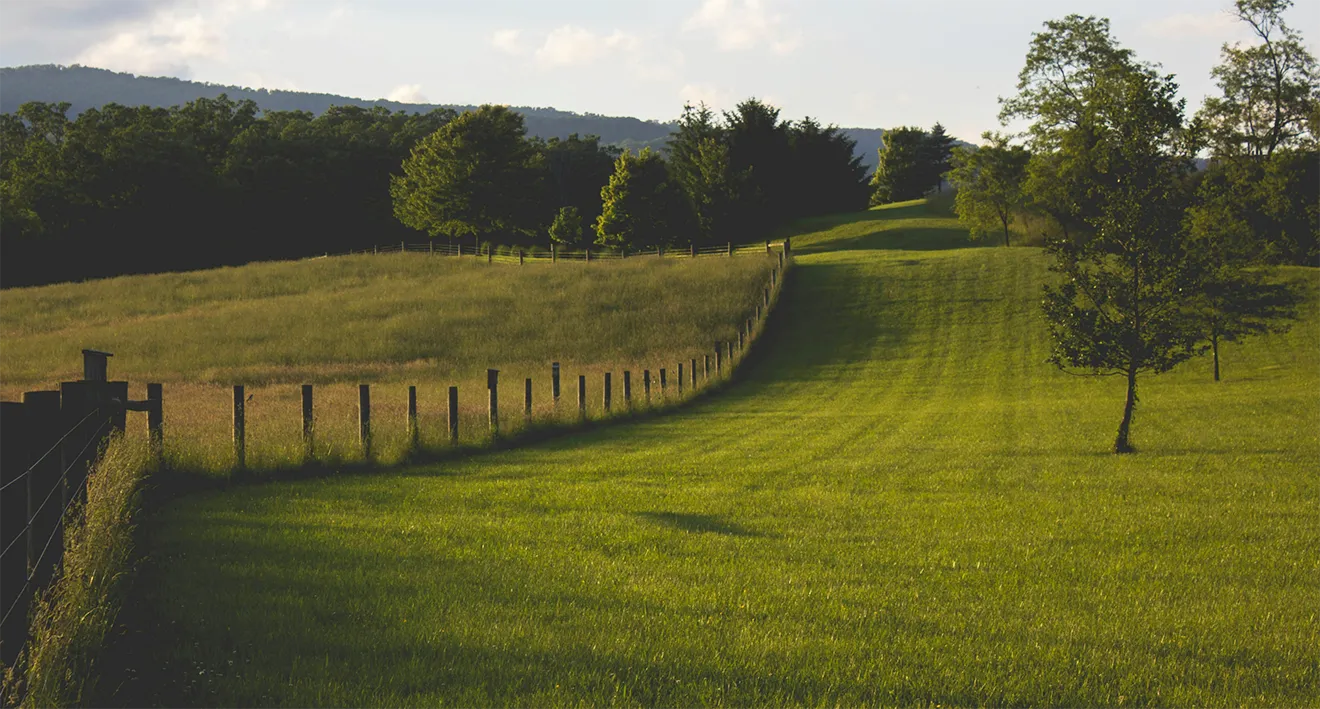 Sun-drenched green pasture supporting brand photography for Broya bone broth sourcing.
