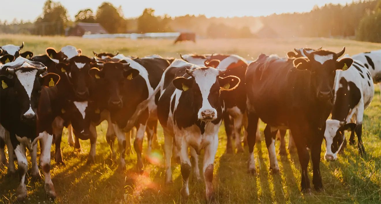 Herd of pasture-raised cattle in golden hour sunlight for Broya brand identity.