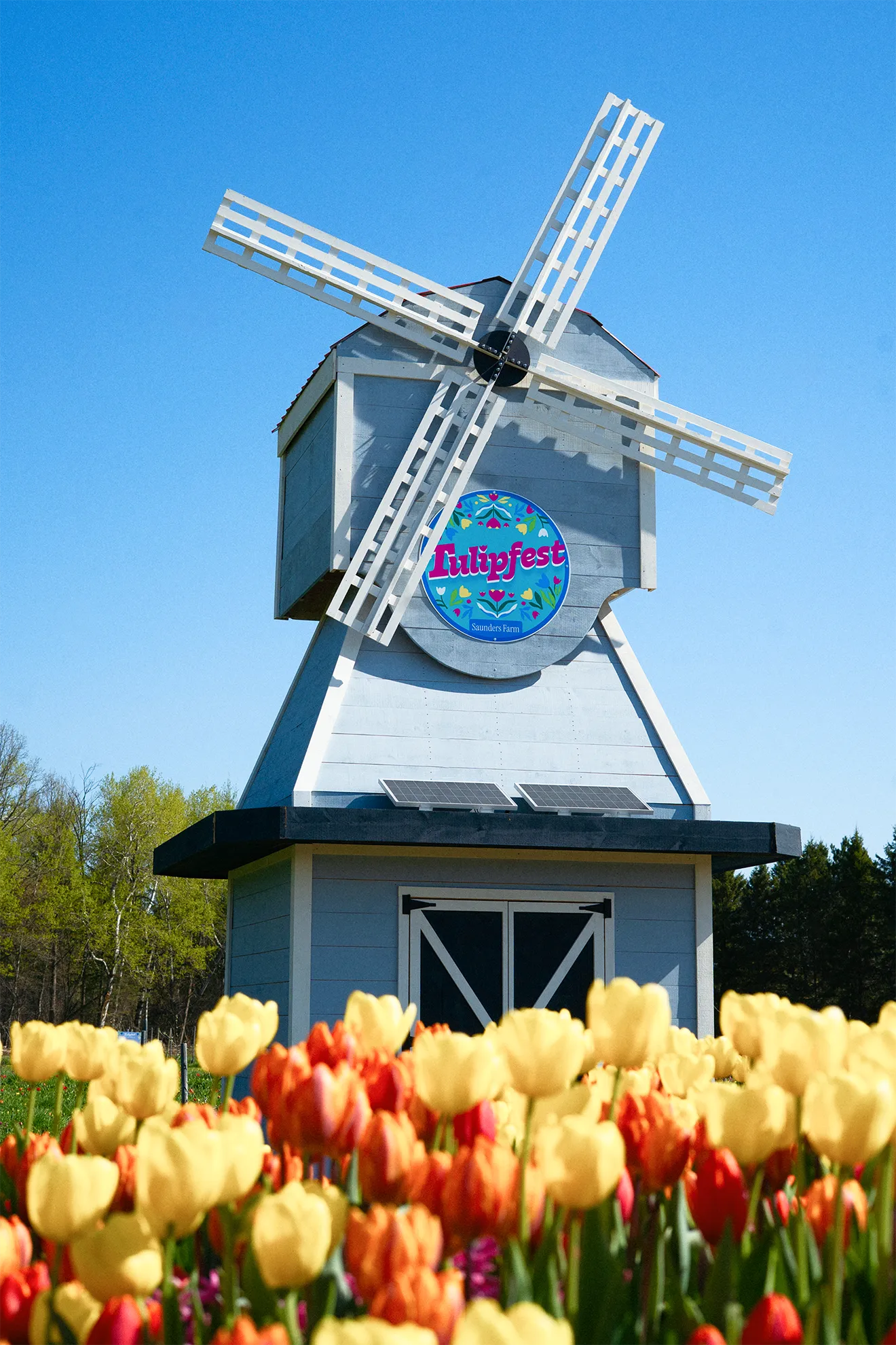 Blue Tulipfest windmill against clear sky framed by tulip fields, photographed by Julie Sproule.