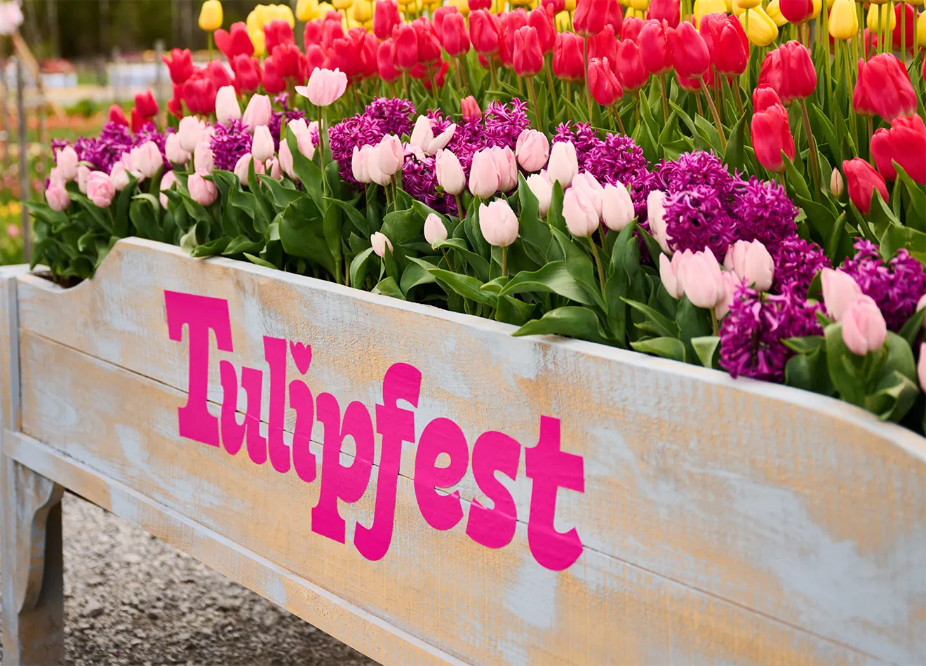 Pink Tulipfest logo decal printed on wooden flower display cart by Hovski Studio.