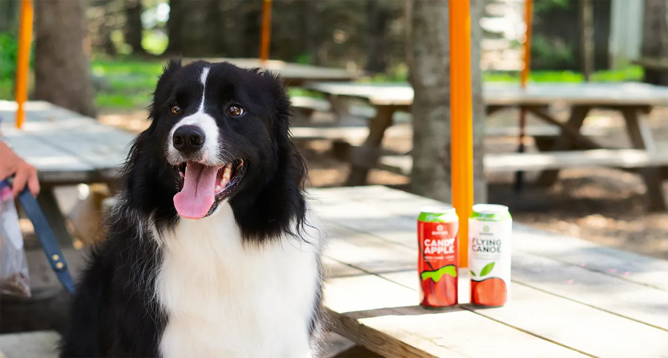 Border Collie mascot dog sitting at outdoor picnic table next to Macintosh's Ciderhouse cider cans.