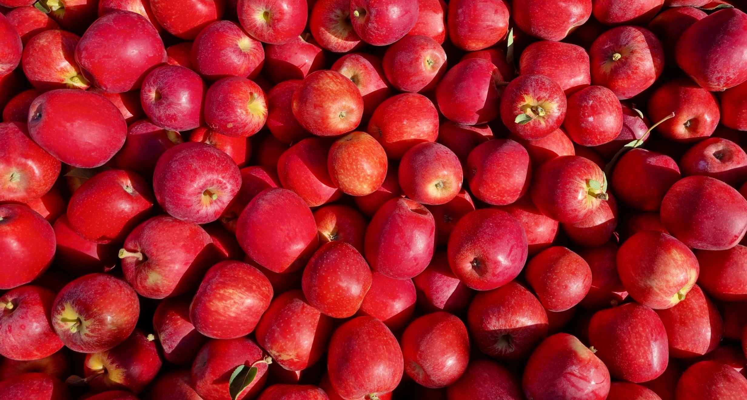Apple bin full of harvested high colour red apples.