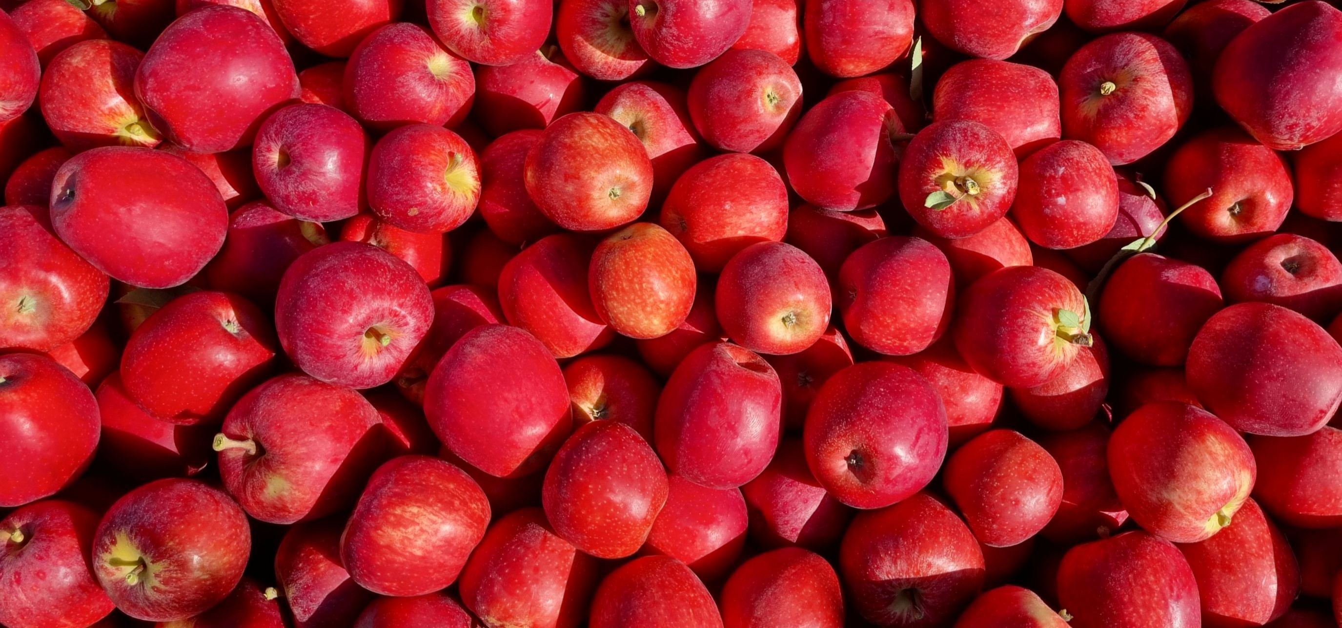 Apple bin full of harvested high colour red apples.