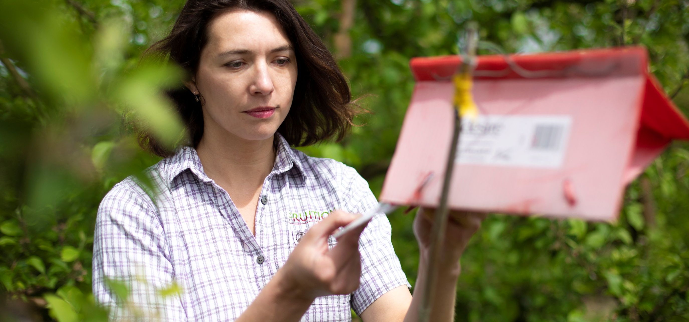 Fruition technician monitoring codling moth trap on apple orchard in Hawkes Bay.