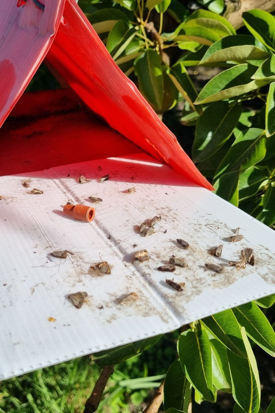 Codling moth pheromone trap with multiple sticky base catches.