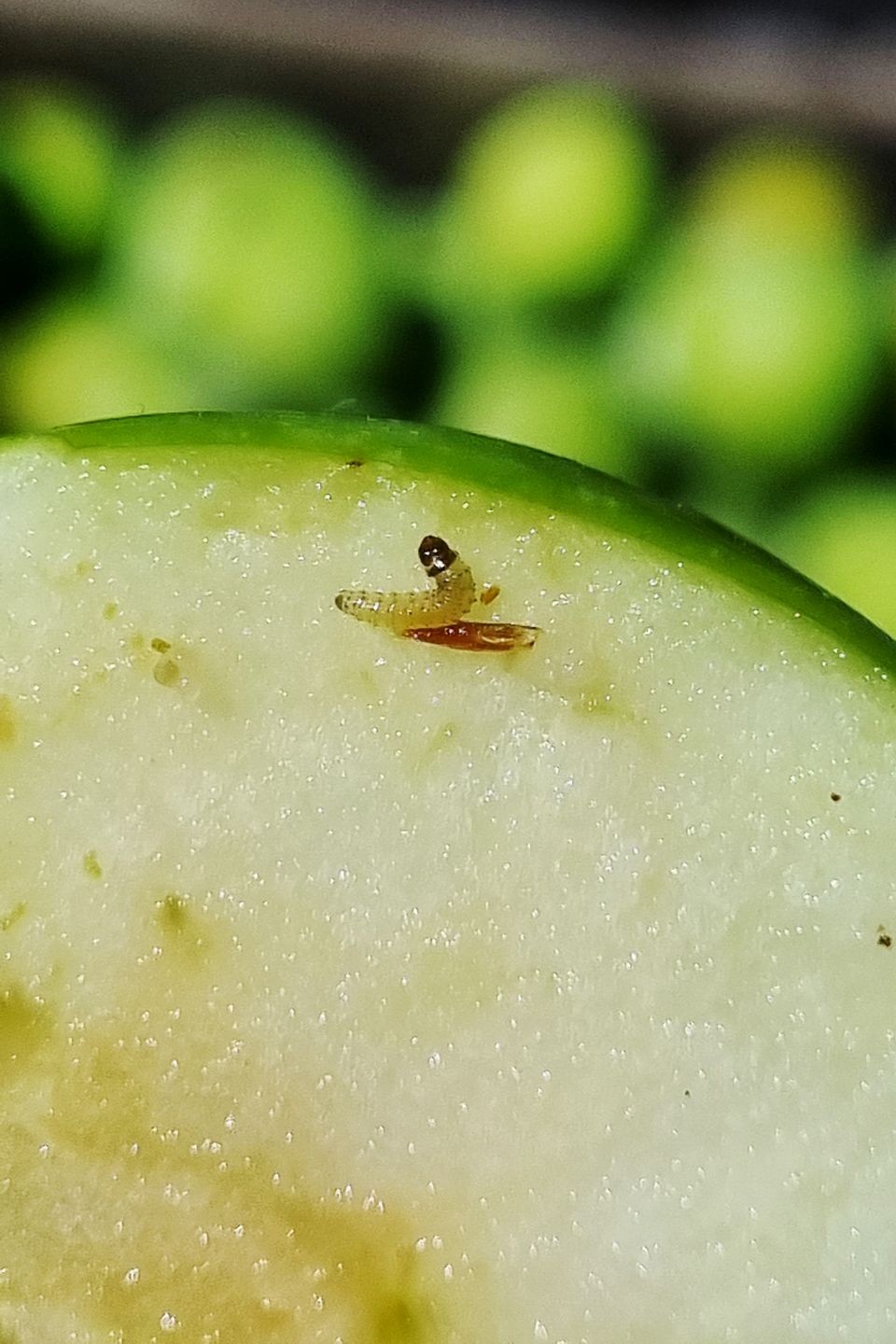 Codling moth larvae found inside an apple during a Fruition harvest assessment.