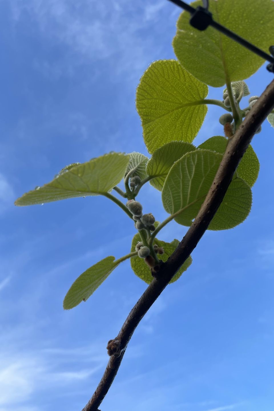 Young kiwifruit shoot with early flower buds presenting.