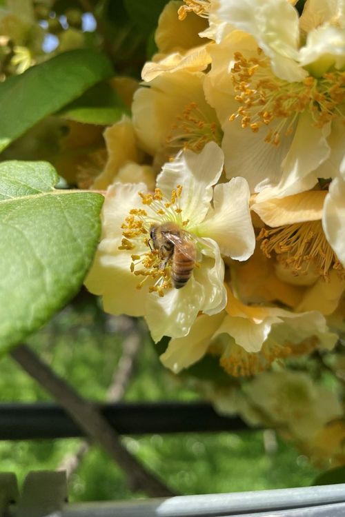 Kiwifruit male flower being visited by a honeybee.