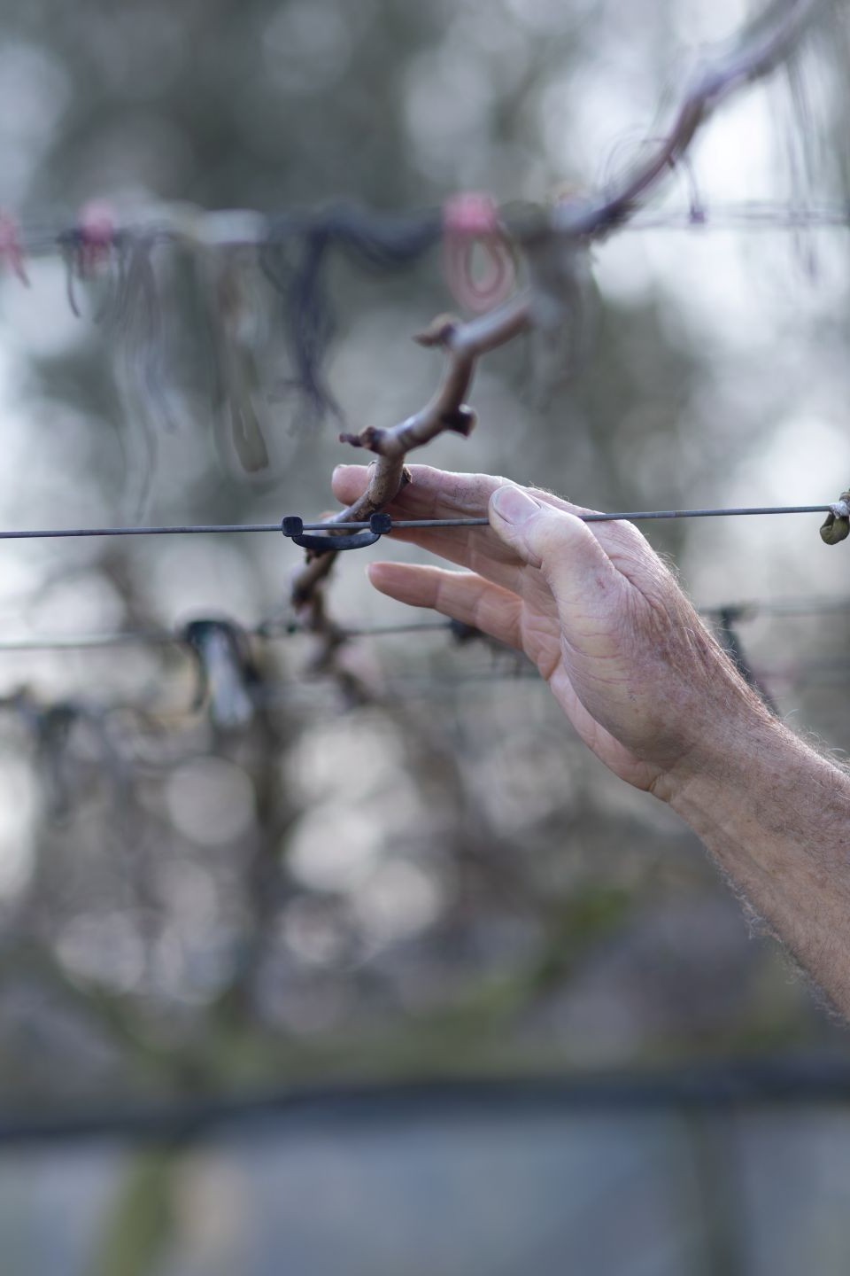 A dormant kiwifruit cane being inspected for cane quality and bud number.