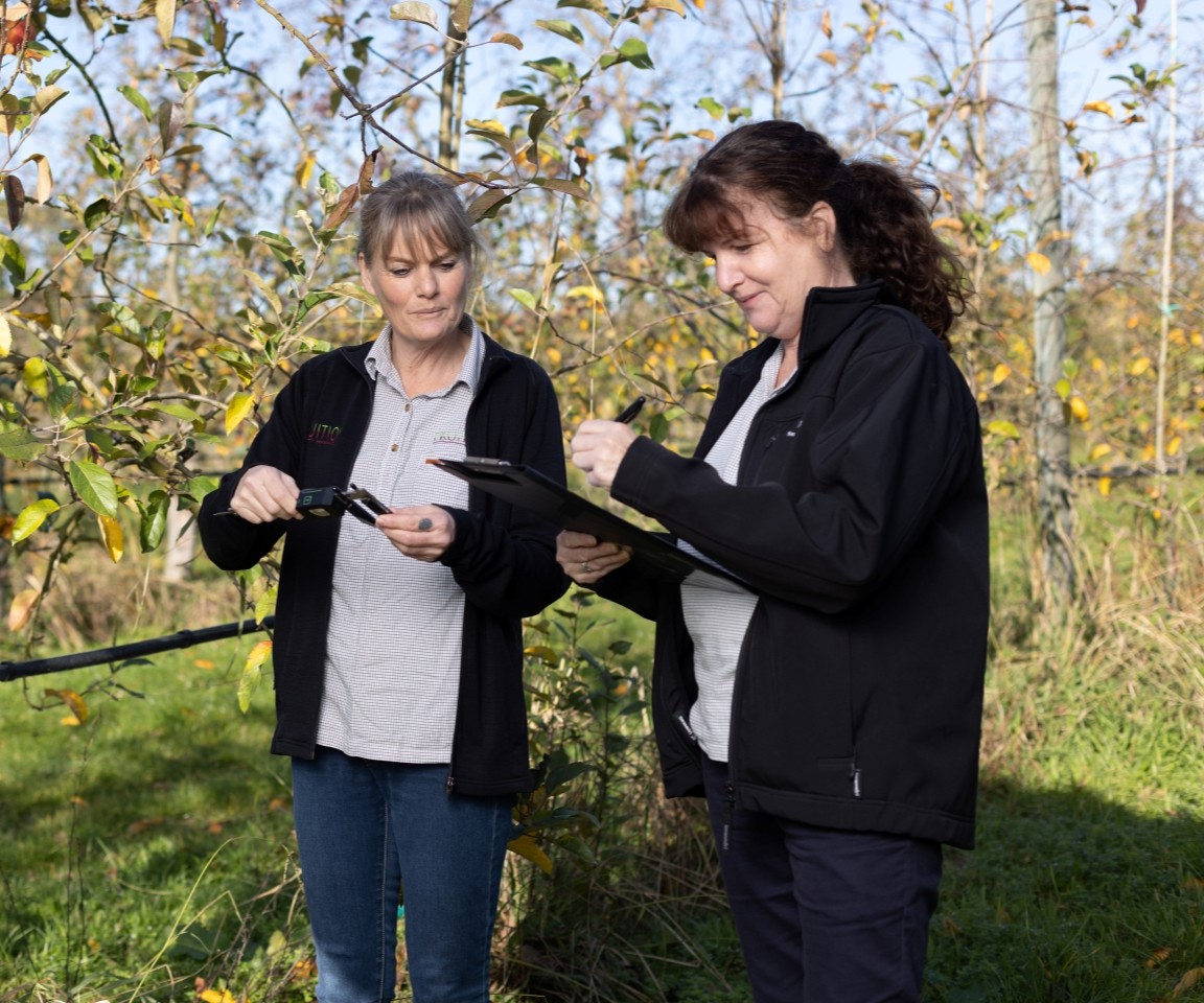 Fruition consultants on an apple orchard in Hawkes Bay.