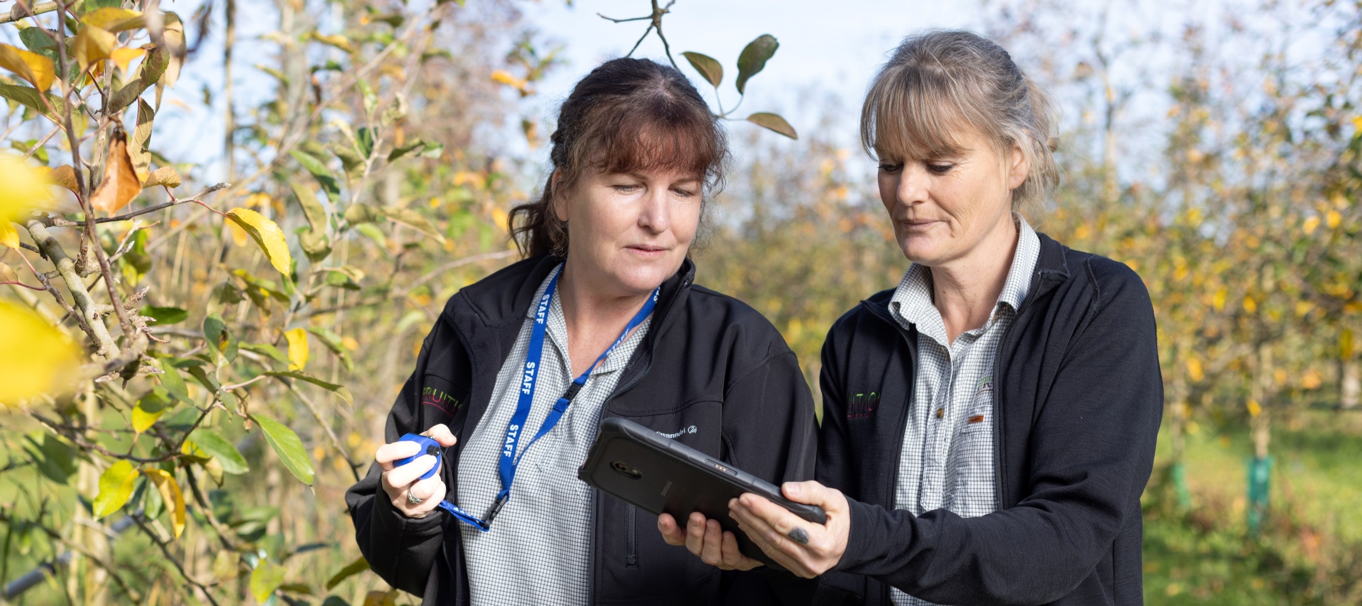 Fruition Tech Team performing fruit count on Hawke's Bay apple orchard.