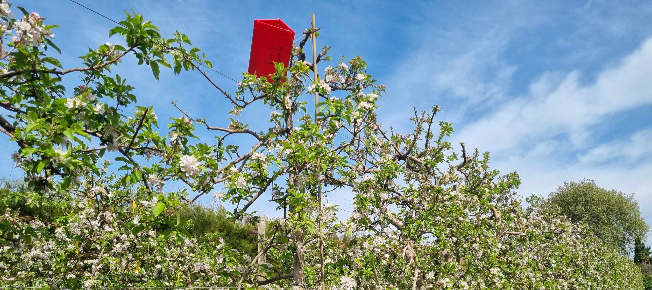 Codling moth pheromone trap placed in the upper canopy of apple trees on a Hawke's Bay orchard.