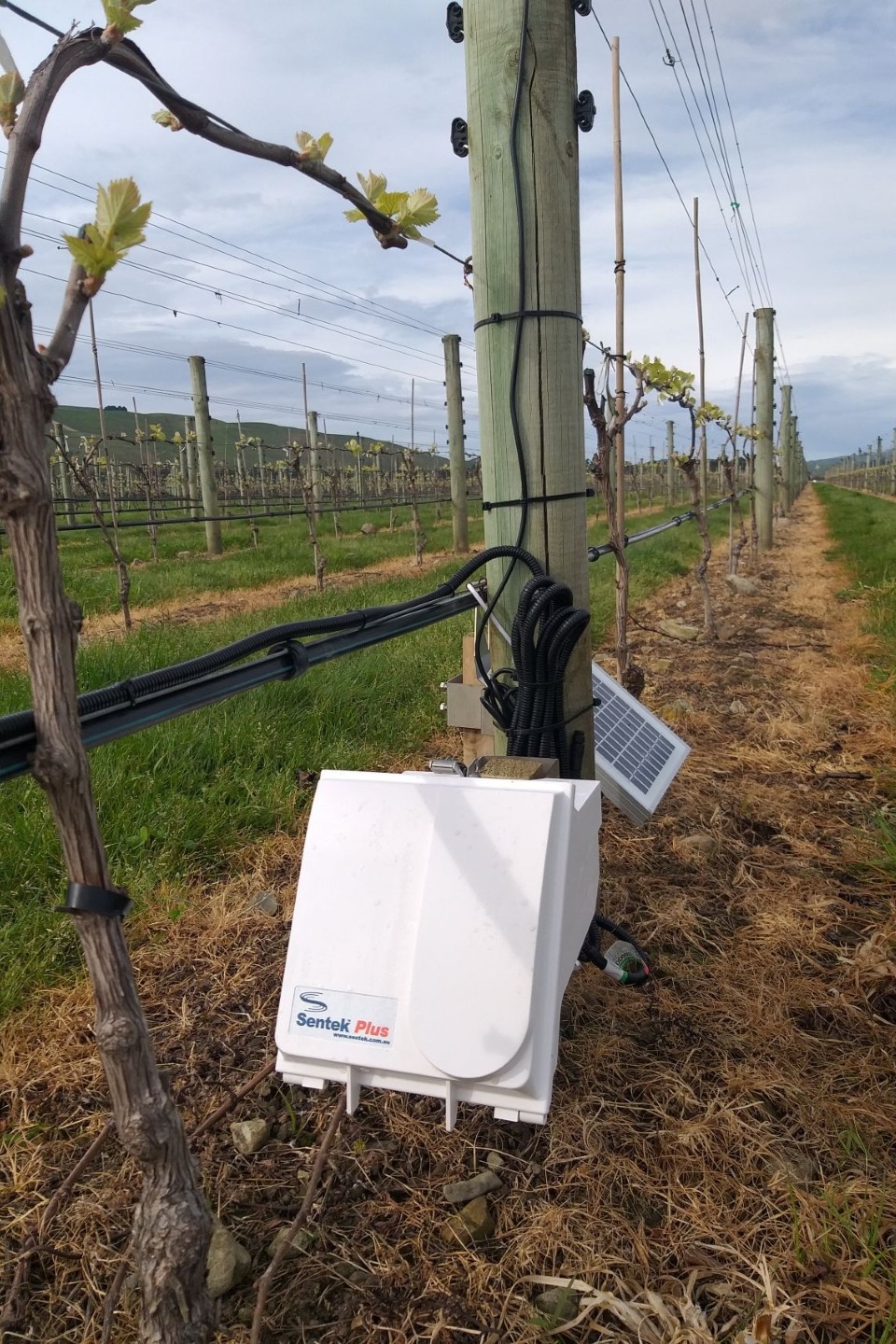 Sentek standard plus probe installed on a Martinborough vineyard.