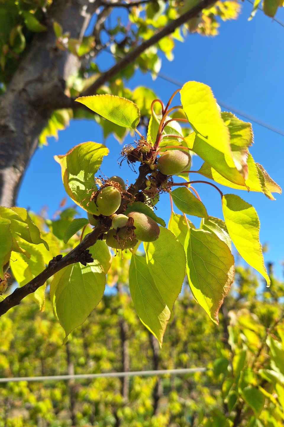 Early apricot fruit set on a Hawke's Bay orchard.