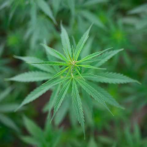 Plant de chanvre en croissance