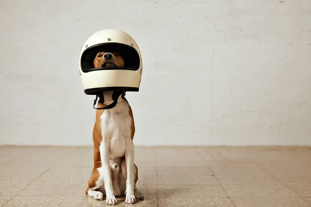 Un chien assis avec un casque sur la tête