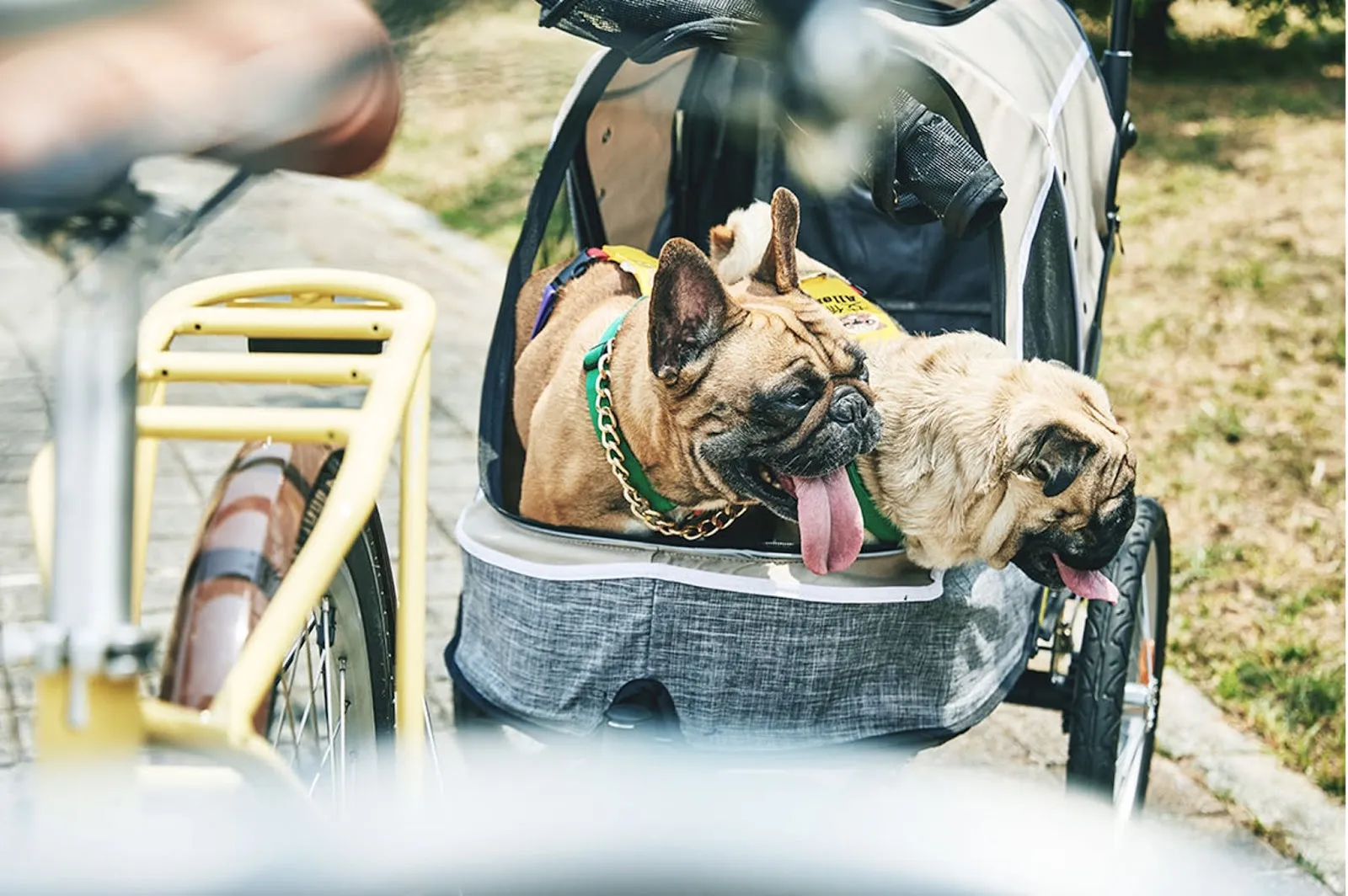 Deux chiens installés dans une remorque de vélo longtail