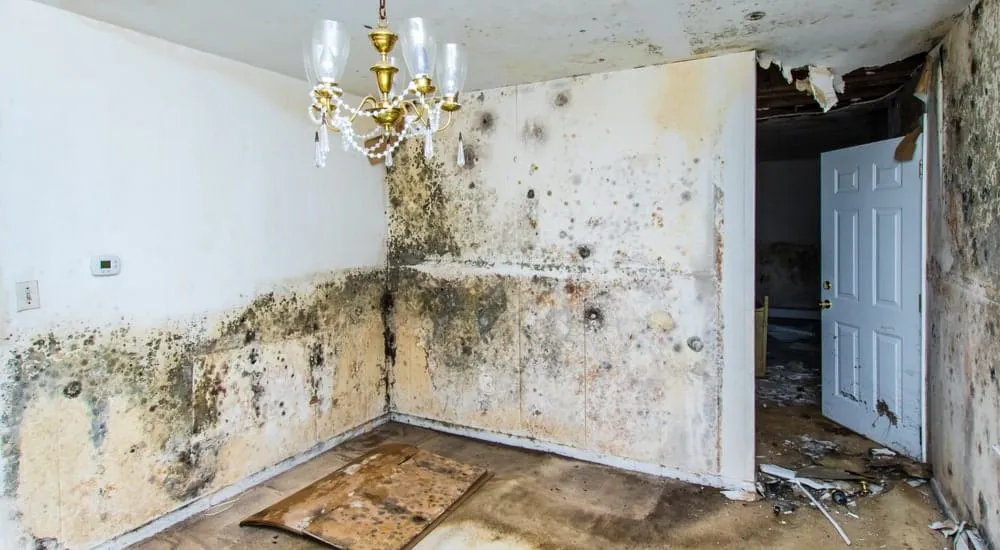 Maison remplie de moisissures