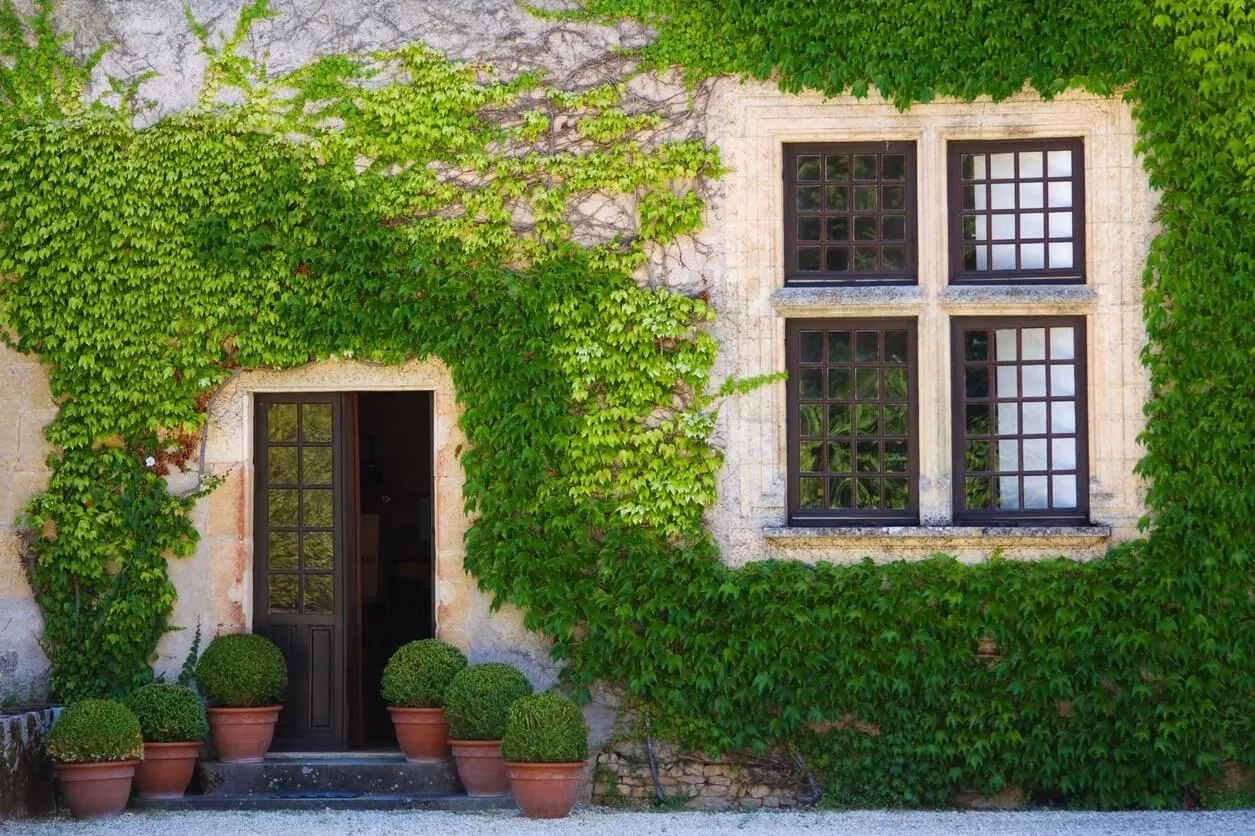 Une façade de maison orné de plante verte.