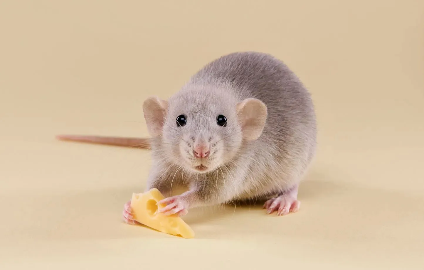 Une souris avec un bout de fromage dans les mains 