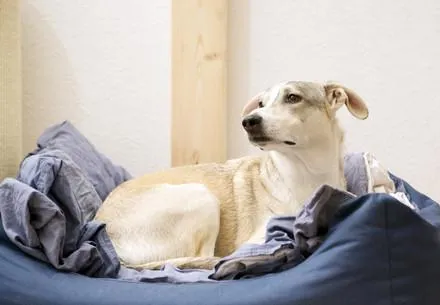 Un chien assis dans son coussin de couleur bleue. 