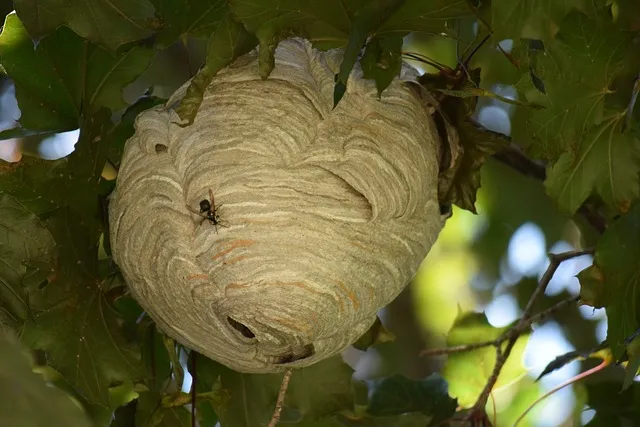 Un nid de frelons dans un arbre