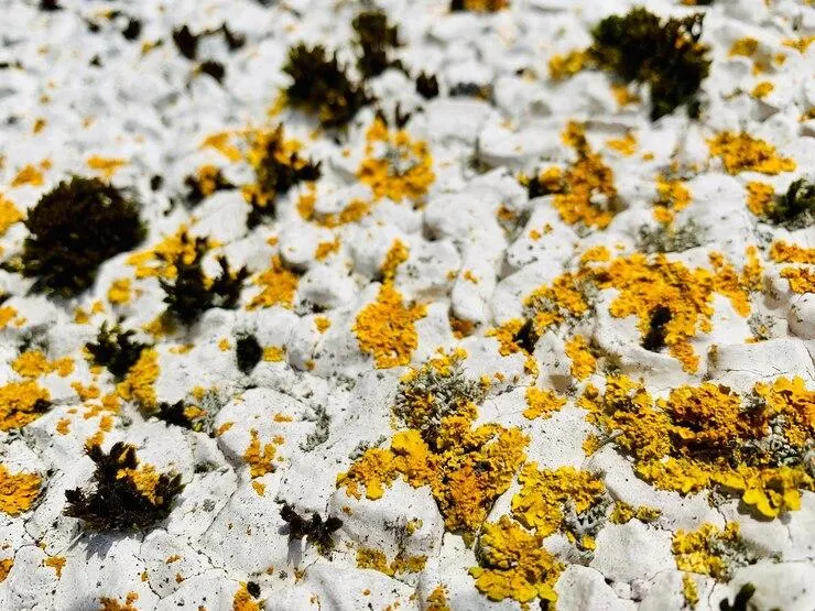 Du salpêtre blanc et jaune