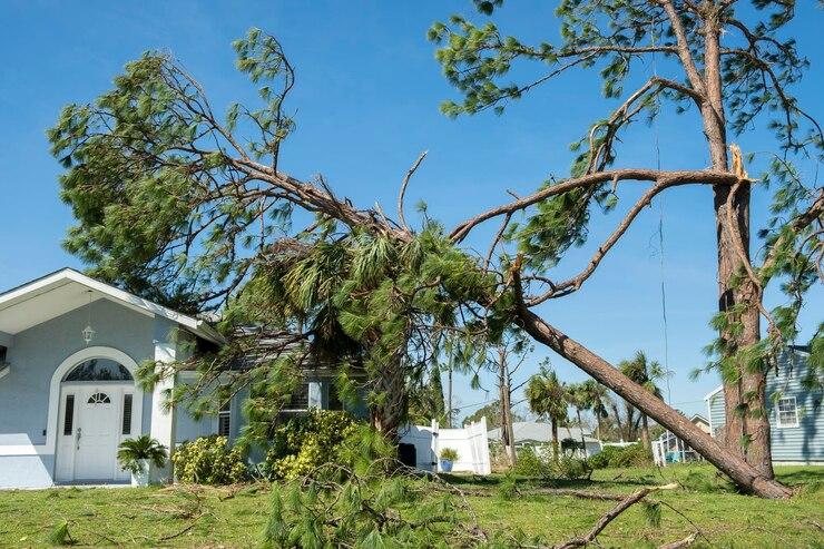 Un arbre qui tombe sur une maison