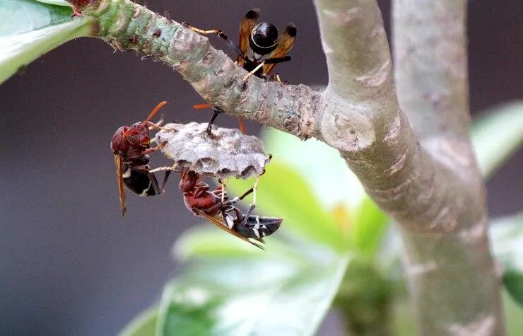 Des frelons asiatiques sur un arbre en train de construire un nid