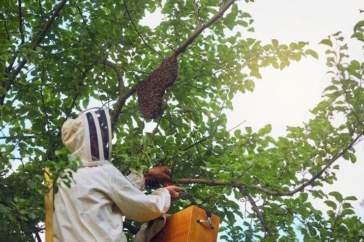 Un professionnel qui intervient sur un nid dans un arbre