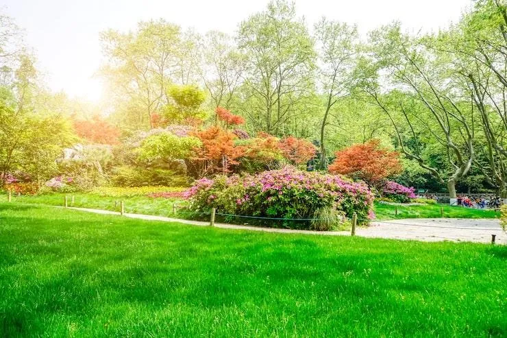 Un jardin avec une pelouse vert et des arbustes avec des fleurs 