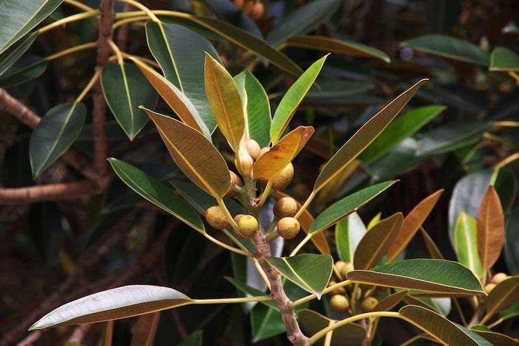 Un arbuste économe en eau