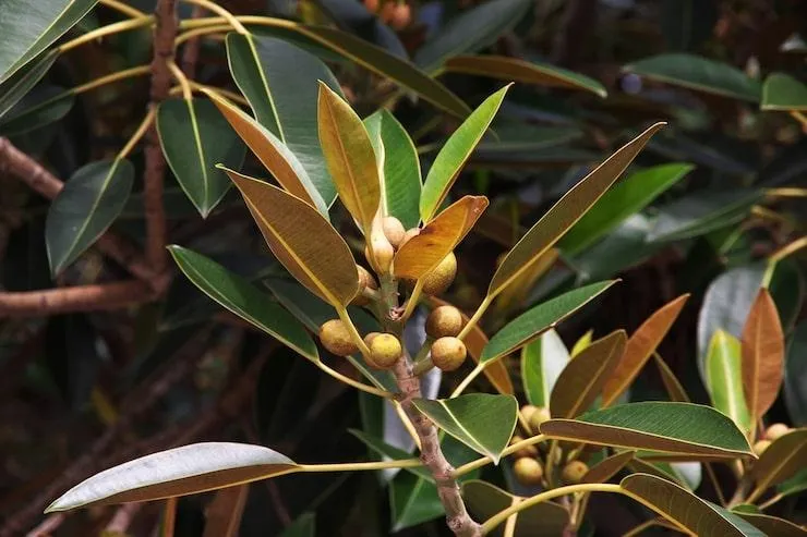 Un arbuste économe en eau