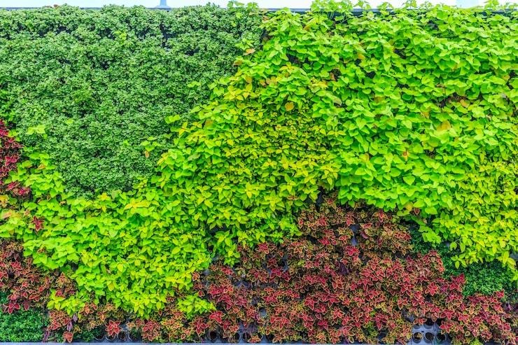 Une clôture naturelle avec des plantes