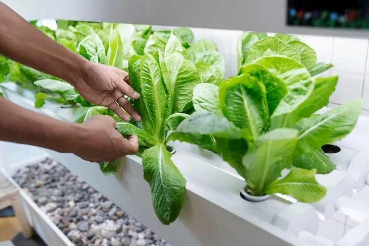 Une personne qui prend soin de légumes vertes dans un potager intérieur