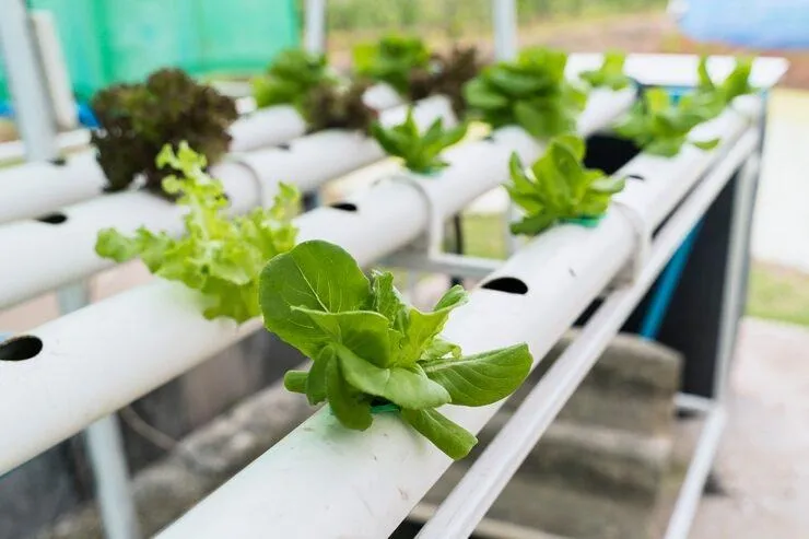 Des légumes dans une serre