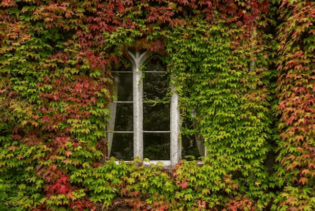 Rafraîchir sa maison naturellement grâce aux plantes grimpantes
