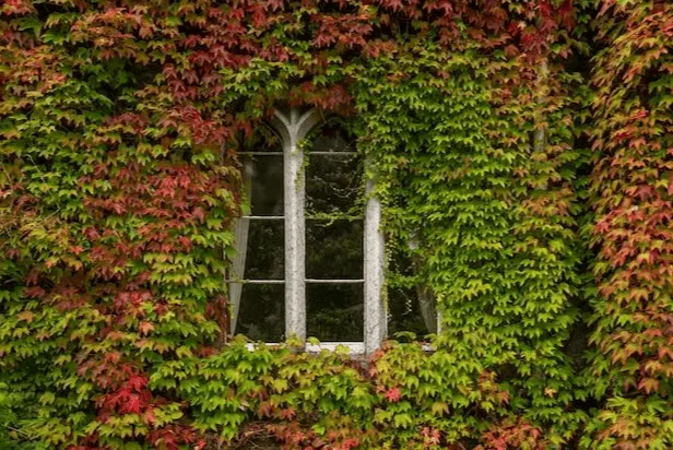Rafraîchir sa maison naturellement grâce aux plantes grimpantes