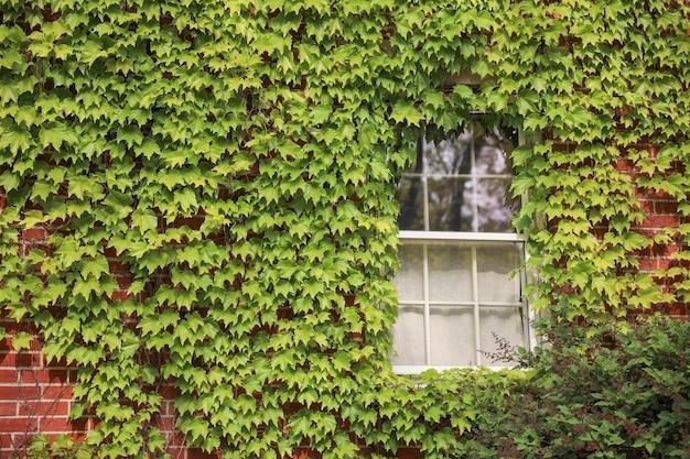 Une façade couverte de plantes grimpantes