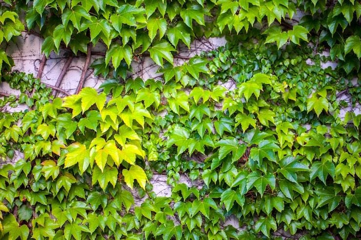 Des plantes grimpantes