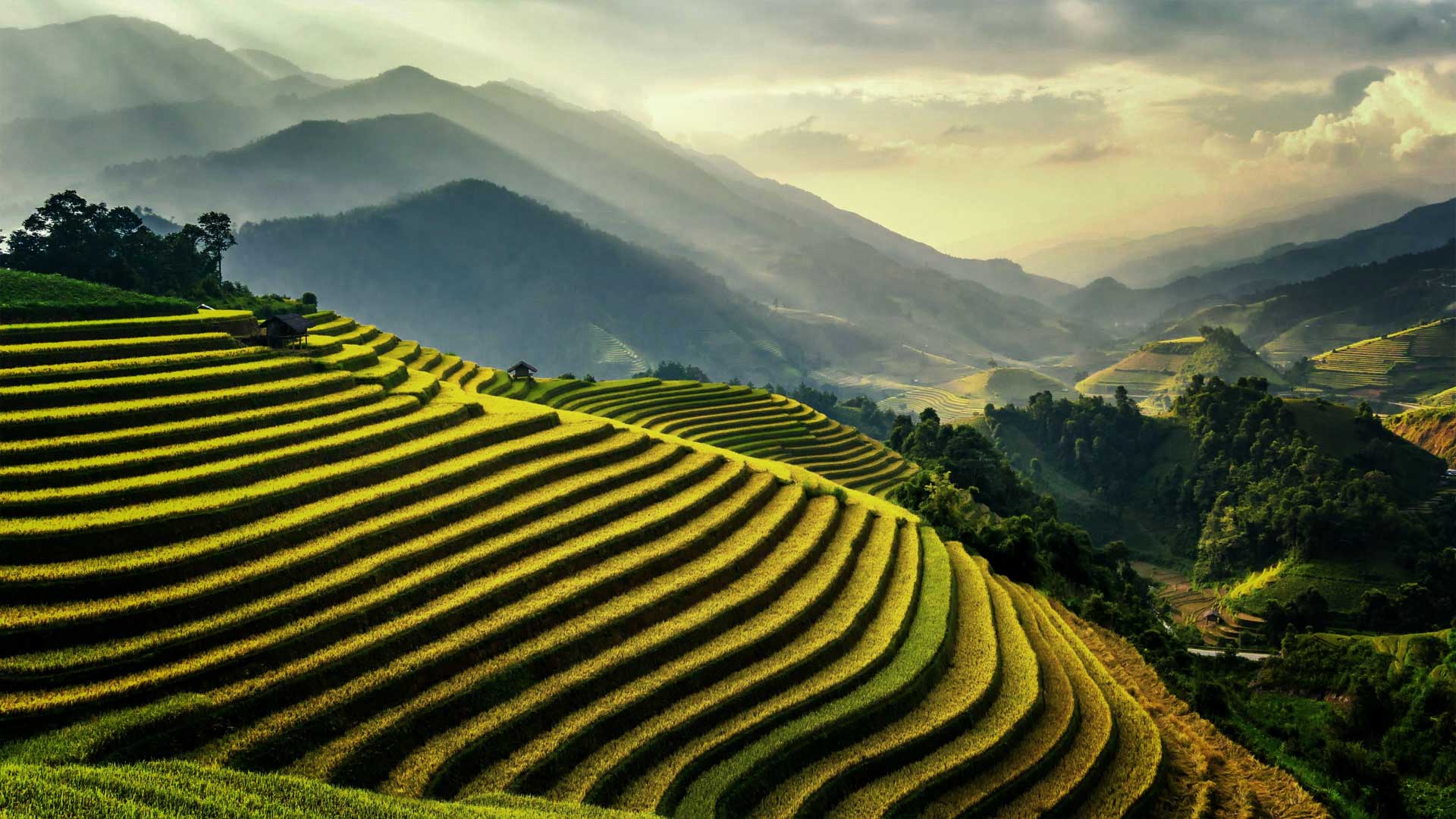 Sunlit terraced rice fields on rolling hills with misty mountains in the background.