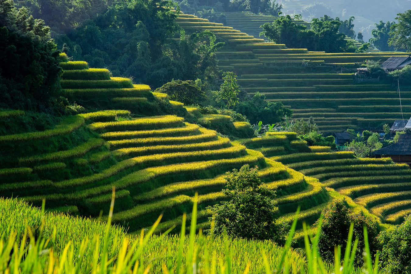 Sunlit green and golden terraced rice fields on a hillside surrounded by trees and small structures.