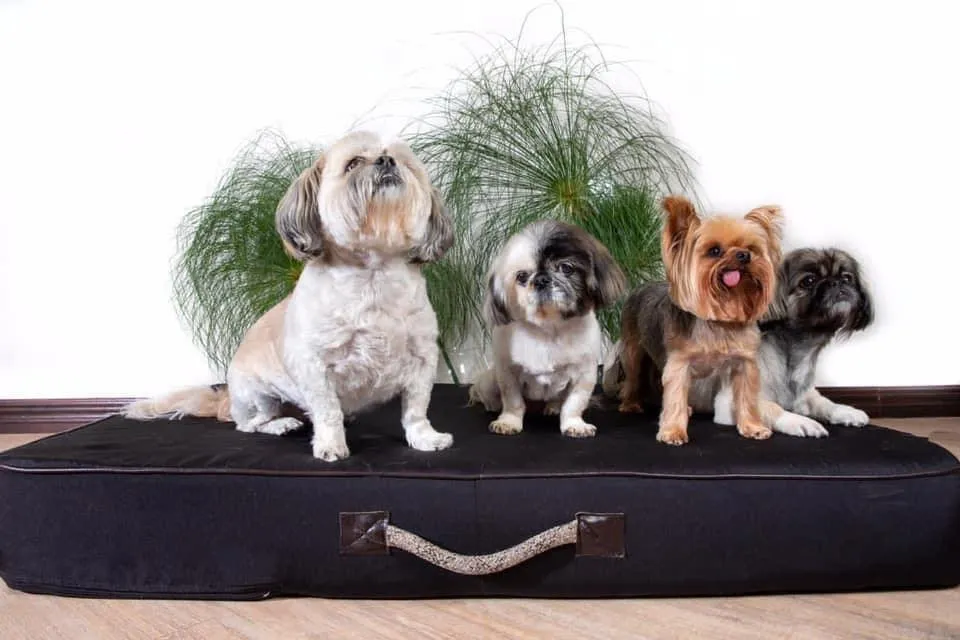 The Best Pet Products You Can Ship Internationally | Ship7