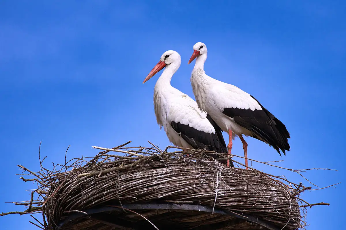 Find a stork – Stadtrallye-Teamevent-Challenge in Bansko
