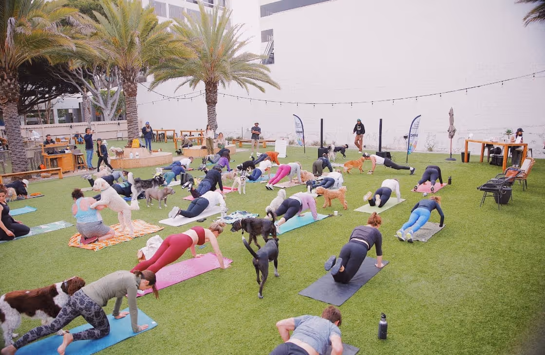 dog yoga