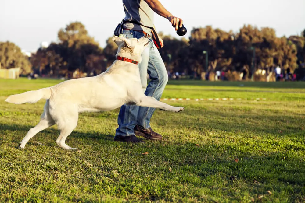 Dog Park Bars: When Things Get "Ruff", it's Nice to Have your Doggy Sidekick