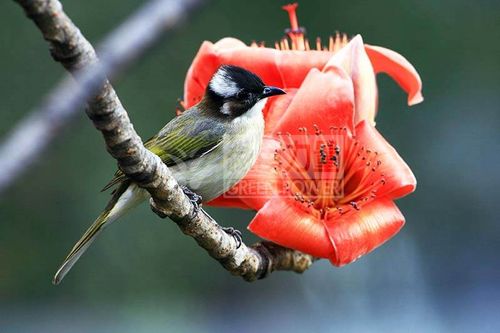 Chinese Bulbul