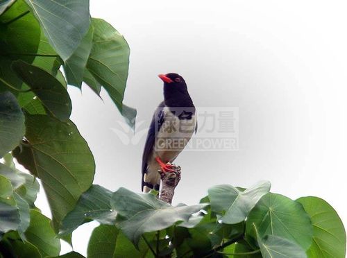 Red-billed Blue Magpie